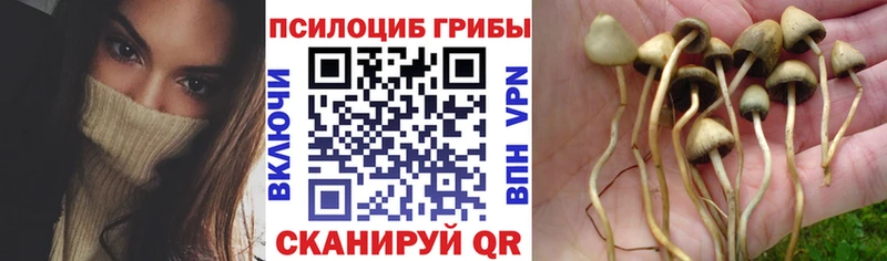 Псилоцибиновые грибы Psilocybe  ссылка на мегу как войти  Цимлянск  купить закладку 